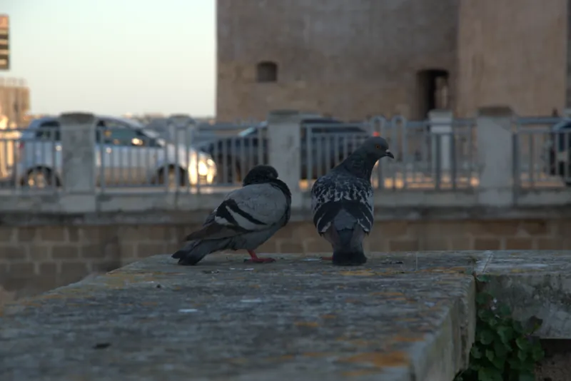 Due colombi sulle mura del Castello Aragonese di Taranto