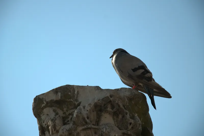 Un pigeon sur un socle de pierre contre le ciel, Tarente