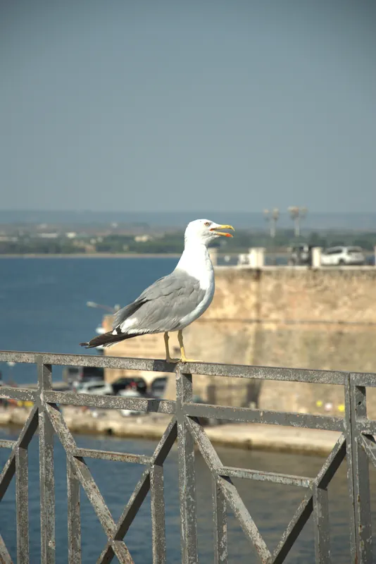 Une mouette sur une rambarde face à la mer, Tarente