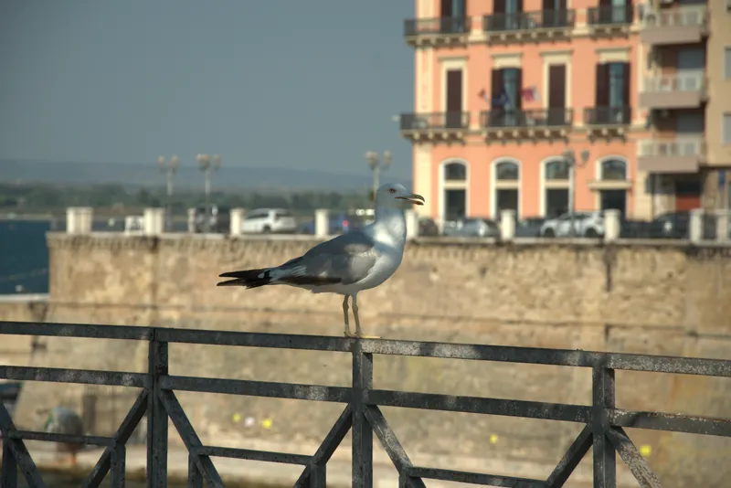 Une mouette qui pose devant les palais, Tarente