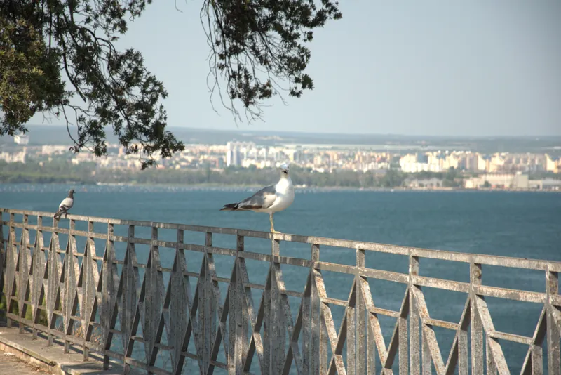 Une mouette qui observe la ville depuis l'autre rive, Tarente