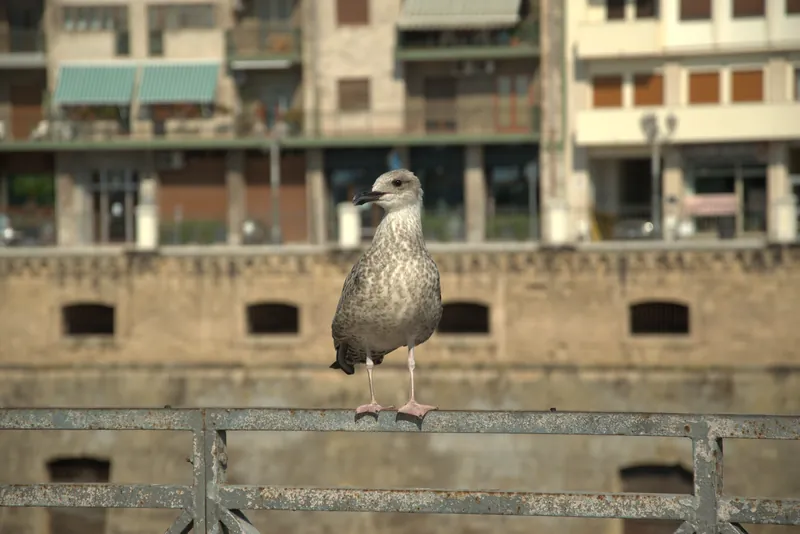 Une jeune mouette au plumage tacheté, Tarente